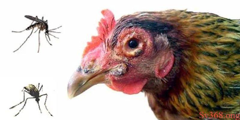 gà bị cóc mắt Nguyên nhân của bệnh đậu gà