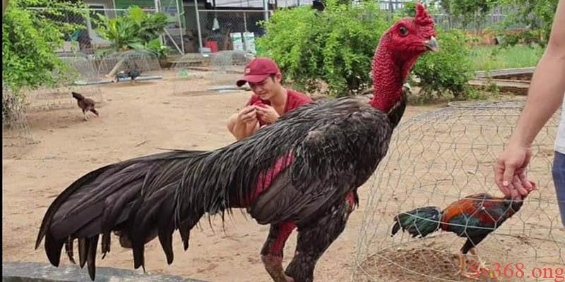 Cách vần gà tơ Cách vần gà chọi ở vụ lông 2