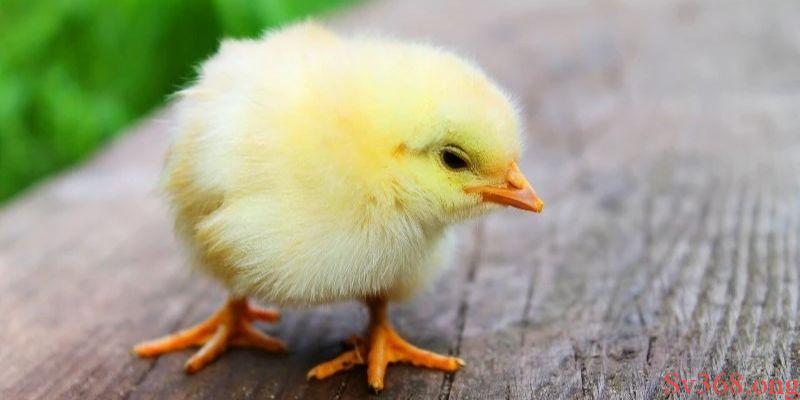 mơ thấy con gà Ngủ mơ thấy những chú gà con