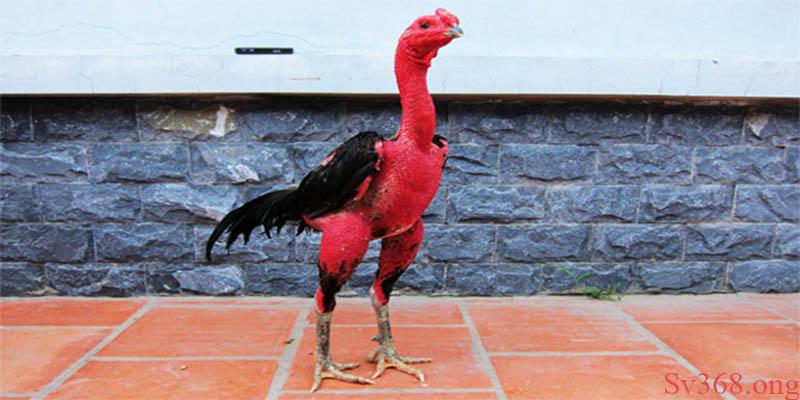 Cách Vần Gà Tơ - Bí Quyết Vần Gà Sv368 Cực Hay Và Hiểu Quả 8 Cách vần gà tơ ở vụ lông